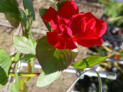 20240726_151905.jpg