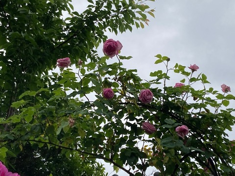 253081E6-427B-48A3-B1B8-A0E7BBFB83A5.jpeg